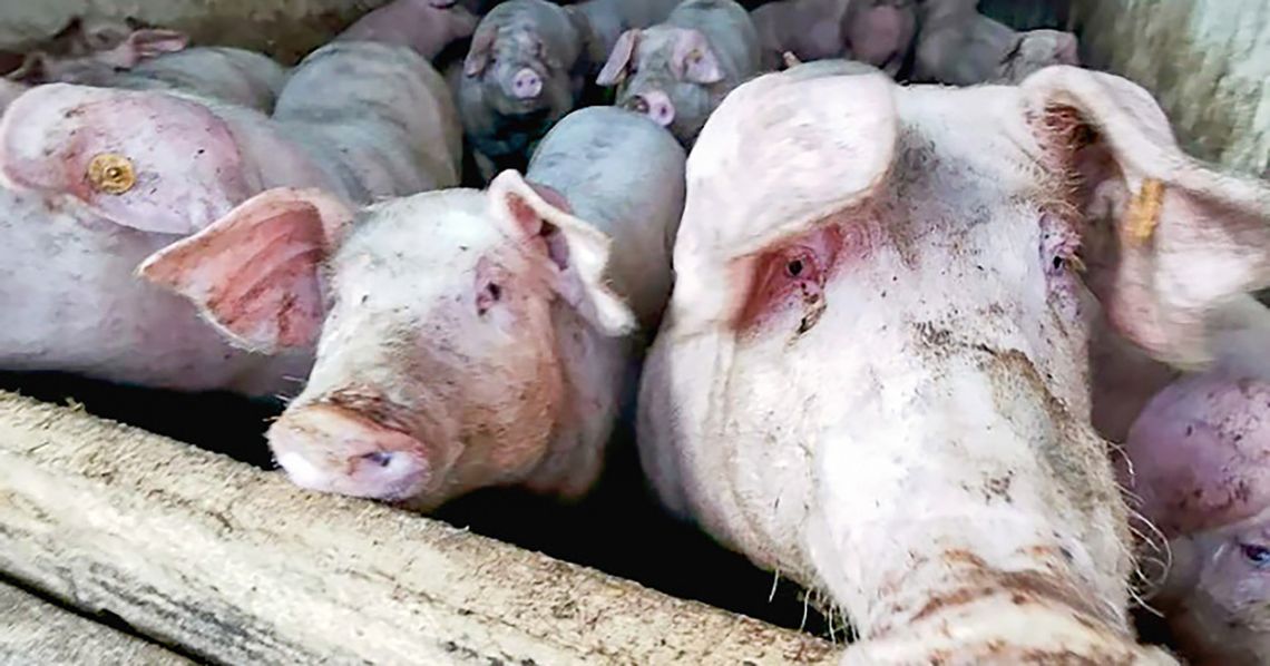 Zawadzkie chce złagodzić konflikt między rolnikami a mieszkańcami Zawadzkie chce złagodzić konflikt między rolnikami a mieszkańcami