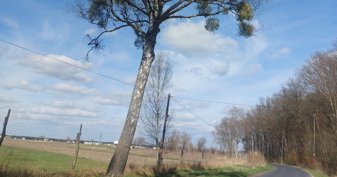 Żędowice chcą alei wiśniowej. Inspiracją są czereśnie na Górze św. Anny Żędowice chcą alei wiśniowej. Inspiracją są czereśnie na Górze św. Anny