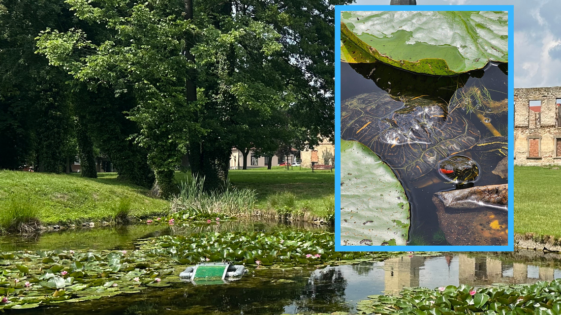 Żółwie ze strzeleckiego parku zostały odłowione. Trafiły do azylu