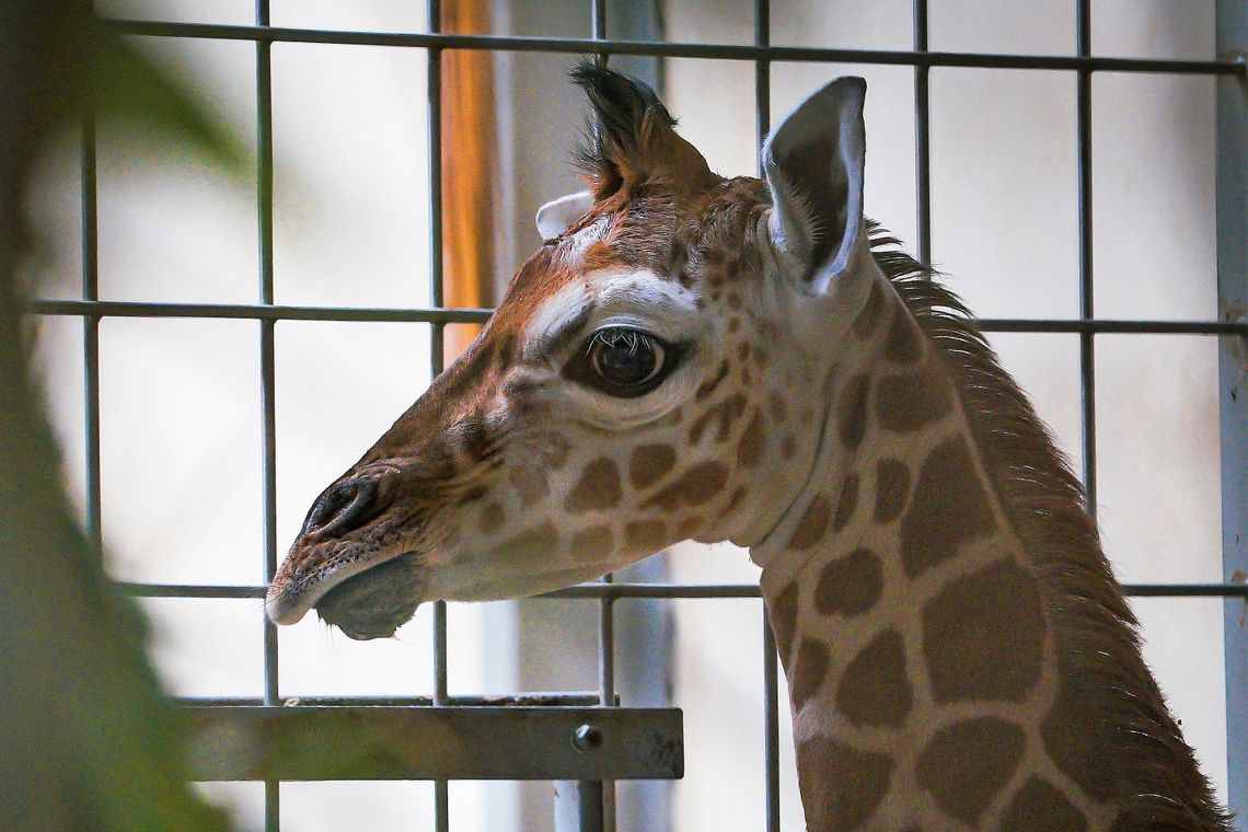 Żyrafa przyszła na świat w zoo w Opolu. Maluch po urodzeniu mierzył 180 cm
