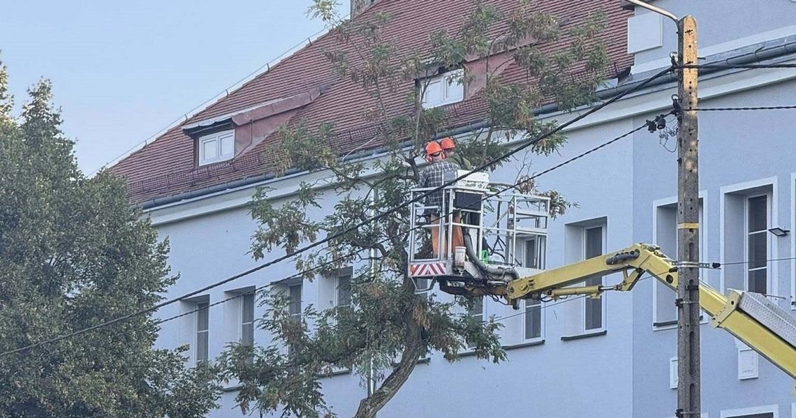 Stare akacje kontra bezpieczeństwo. Wycinka drzew w Zawadzkiem