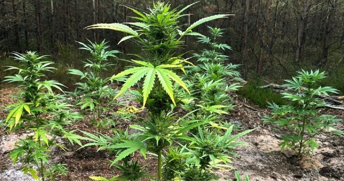 Uprawiał konopie w lesie. Wpadł, gdy przyjechał podlać rośliny Uprawiał konopie w lesie. Wpadł, gdy przyjechał podlać rośliny