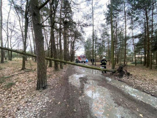 Przewrócone drzewo w Spóroku w okolicach Ptasiego Stawku