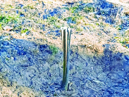 Wandale niszczyli park w Strzelcach Opolskich Wandale niszczyli park w Strzelcach Opolskich