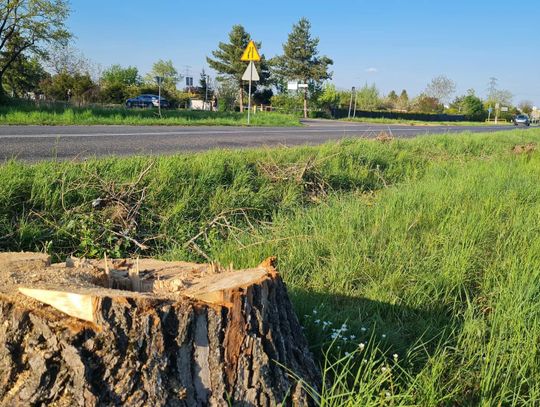 Na trasie Strzelce Opolskie-Rożniątów wycięto 250 drzew