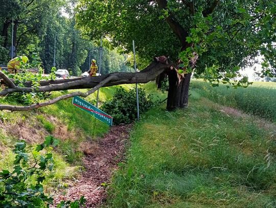 Drzewo tarasowało drogę krajową nr 94 w Strzelcach Opolskich