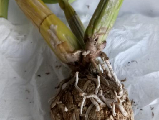 Żywe rośliny chronione