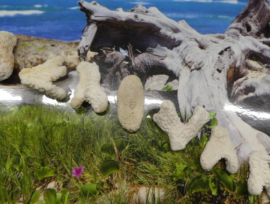 Skamieniałe koralowce