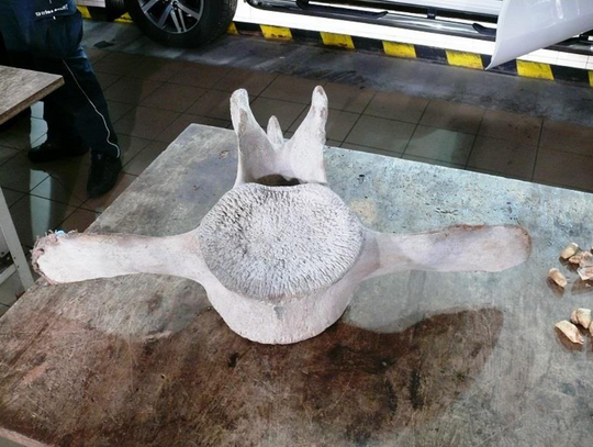 Krąg kręgosłupa walenia