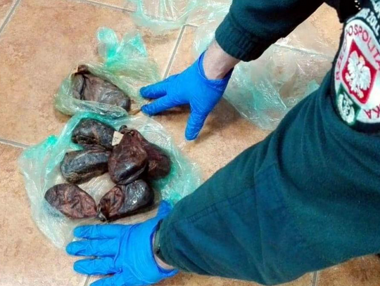 Gruczoły bobra europejskiego