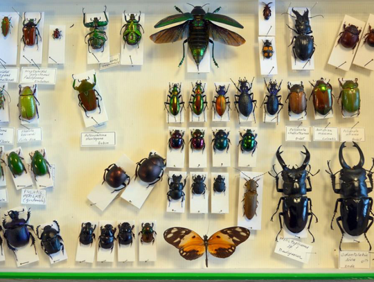 Spreparowane chrząszcze i motyle
