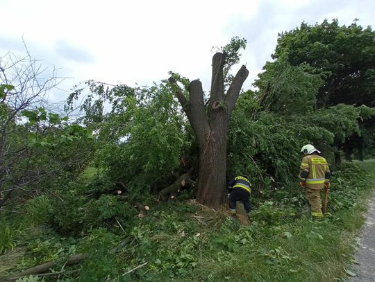 Piorun uderzył w drzewo w Zalesiu Śląskim