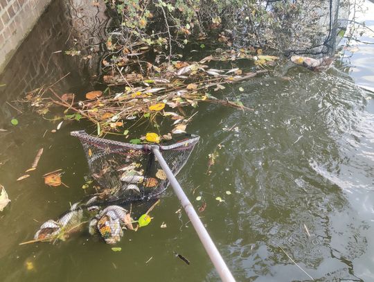 Śnięte ryby w Kanale Gliwickim. W patrolach i odławianiu uczestniczą strażacy z powiatu strzeleckiego