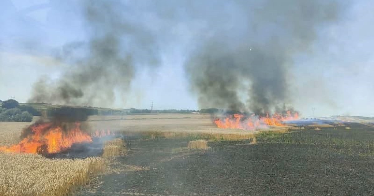 Pożar pszenicy w Ujeździe. Ogień objął około 5 hektarów